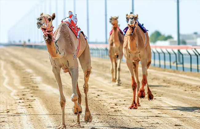 الهجن السعودية تتألق بـ45 شوطًا في مهرجان ولي العهد