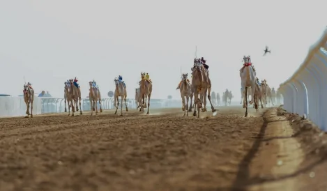 الهجن السعودية تتألق في مهرجان ولي العهد وتحقق 30 انتصارًا في شوط ‘اللقايا’