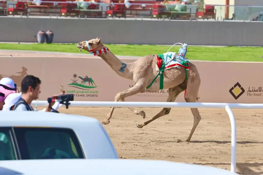 عجيب” يقود السعودية لتحقيق كأس ولي العهد للهجن ويُؤمن 4.4 مليون ريال لفئة “اللقايا