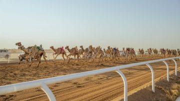 الهجن السعودية تتألق في مهرجان ولي العهد وتحقق 30 انتصارًا في سباقات اللقيا