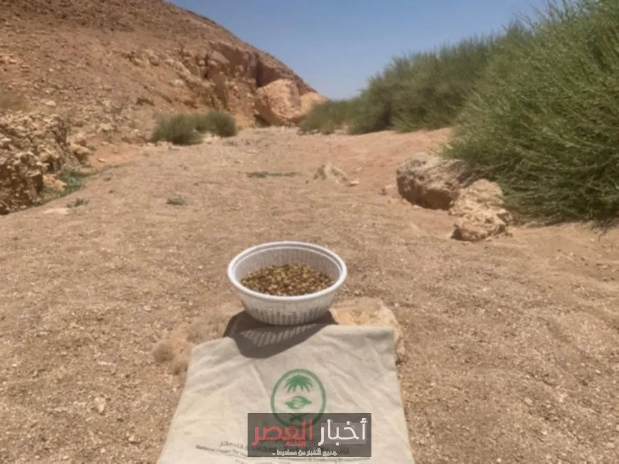 الغطاء النباتي يجمع 80 طناً من بذور النباتات البرية المحلية: إنجاز بيئي جديد – أخبار العصر