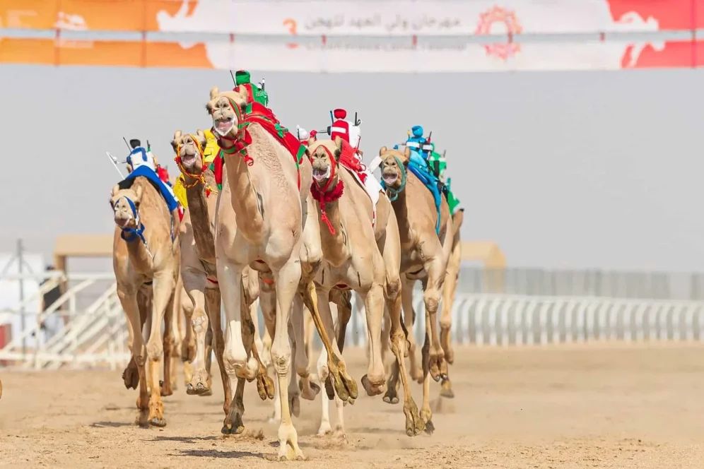 مهرجان ولي العهد للهجن 2025 يطلق منافسات ‘اللقايا’ في الطائف