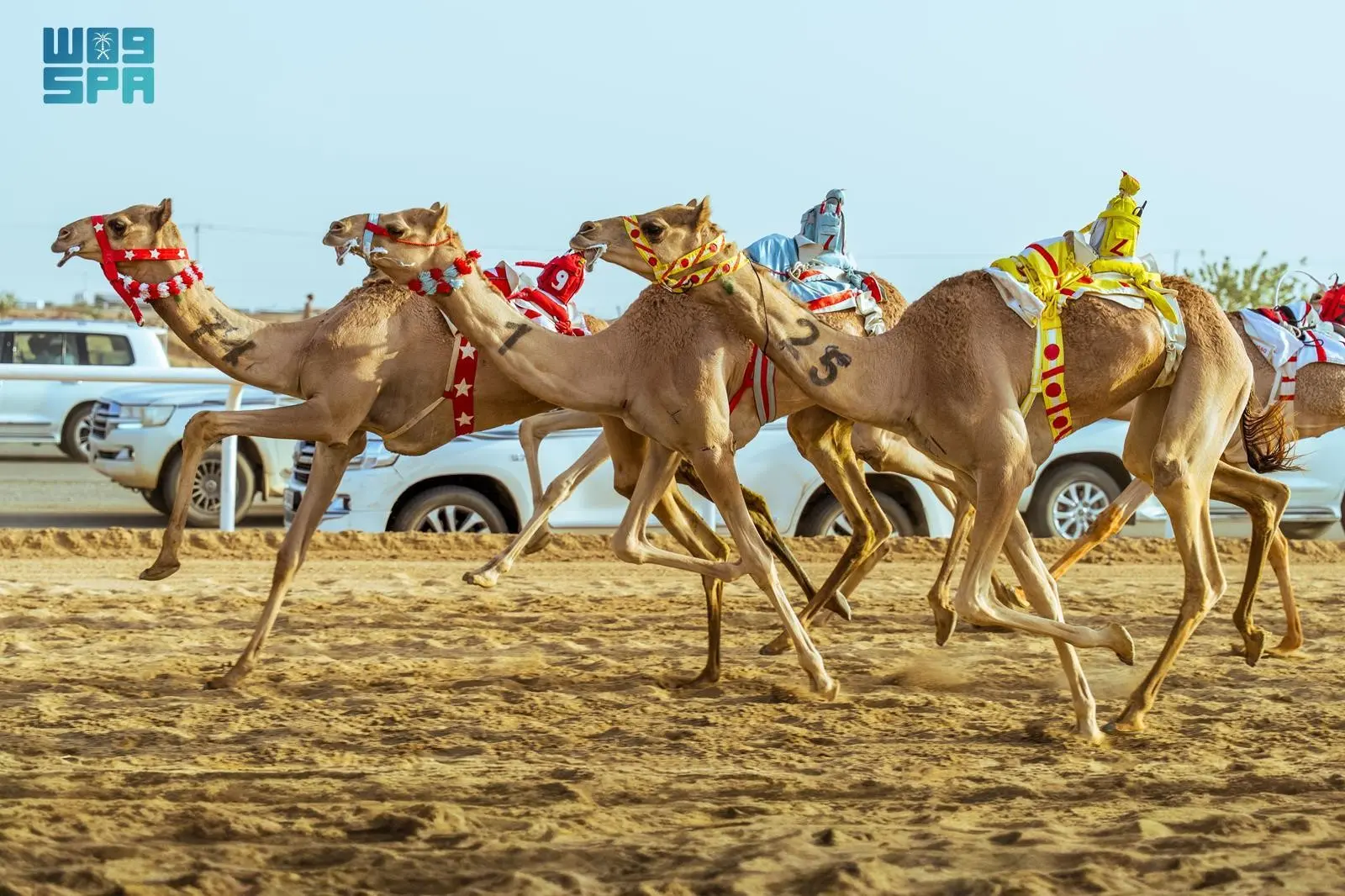 الهجن السعودية تسيطر على المراكز الأولى في افتتاحية مهرجان سباقات الهجن