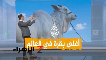 بقرة فريدة تشبه الجمل بـ4 ملايين دولار تبهر السعودية والعالم!