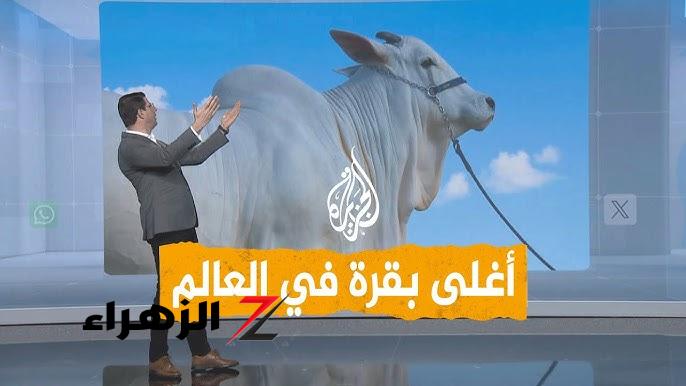 بقرة فريدة تشبه الجمل بـ4 ملايين دولار تبهر السعودية والعالم!