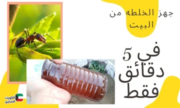 مش هتشتري مبيدات تاني.. خلطات طبيعية فعالة هتخلصك من النمل والحشرات فوراً هيهربوا زي المجانين