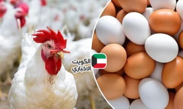 بكام الفراخ النهارده.. أسعار الفراخ اليوم والبيض ببورصة الدواجن والأسواق المحلية