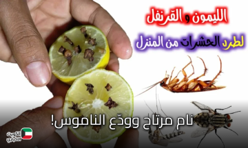 نام مرتاح وودّع الناموس!.. حيل عبقرية محدش قالك عليها قبل كده – طبيعية 100% ومن غير ريحة مبيد!