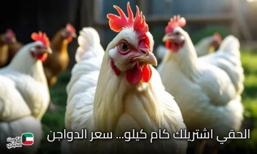بكام في المحلات.. أسعار الدواجن اليوم في مصر 2025 بجميع انواعها
