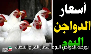 شعبة الدواجن.. بورصة الدواجن اليوم أسعار الفراخ البيضاء الخميس 23/ 10/ 2025 بجميع الأسواق المحلية