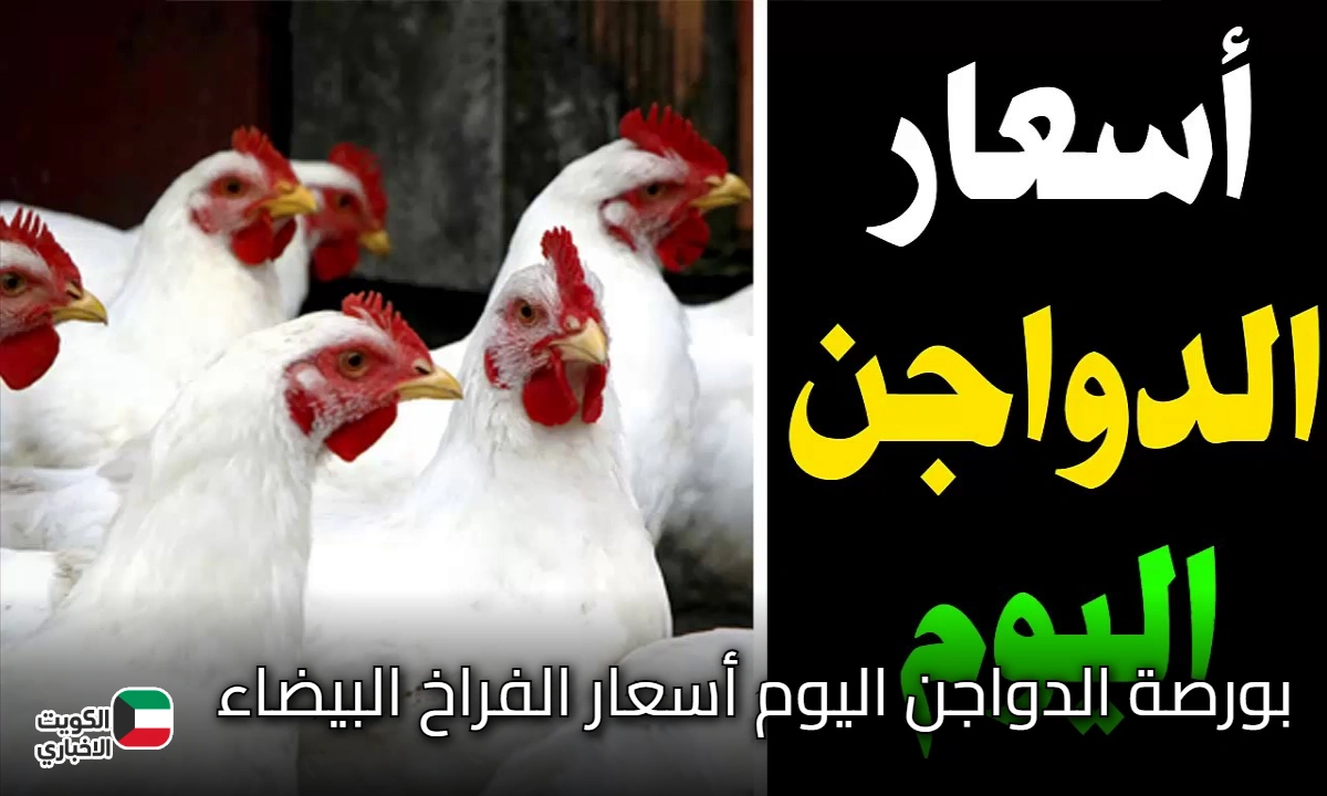 شعبة الدواجن.. بورصة الدواجن اليوم أسعار الفراخ البيضاء الخميس 23/ 10/ 2025 بجميع الأسواق المحلية