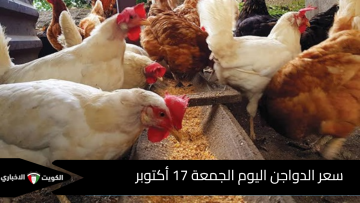 بأرخص الأسعار وانهيار للتجار.. انخفاض سعر الدواجن في مصر اليوم الجمعة 17 أكتوبر للمستهلك وبالمزارع