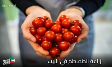 ابدأ رحلتك من شرفتك.. زراعة الفراولة في البيت بخطوات بسيطة والمحصول حلو وكبير