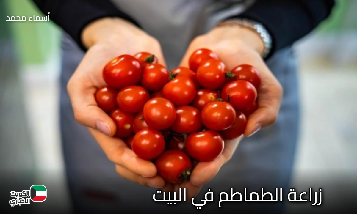 ابدأ رحلتك من شرفتك.. زراعة الفراولة في البيت بخطوات بسيطة والمحصول حلو وكبير