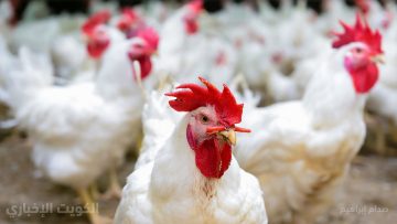 سعر الفراخ البيضاء اليوم 19-10-2025 الوضع مستقر اليوم تقدري تخزني البانيه دلوقتي