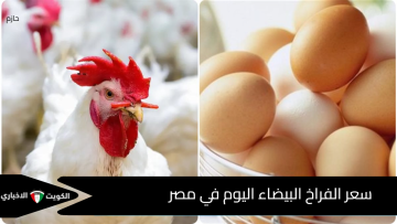 بكام .. سعر كيلو الفراخ البيضاء اليوم الخميس 16 اكتوبر 2025 في مصر 