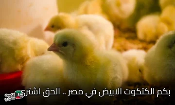 قبل رمضان.. أسعار الكتاكيت اليوم في بورصة الدواجن والشركات المصرية 2025