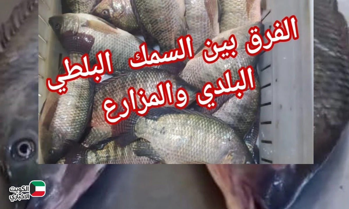 متخليش حد يضحك عليك تاني.. اعرف الفرق بين السمك البلدي والمزارع في ثواني وخلي بالك!