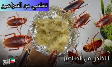 هيهربوا من بيتك ولن يعودوا مجدداً.. رشة واحدة للتخلص من الصراصير والحشرات الضارة الموجودة في البيت بدون اي مواد كيميائية ضارة 