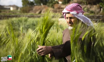 البيئة والزراعة تعلن فتح باب التقديم على رخص زراعة القمح فى السعودية موسم 1447 – 1448هـ