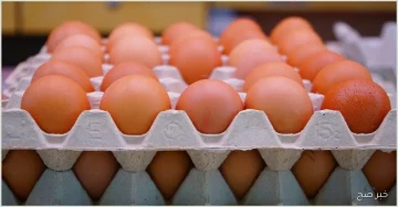 سعر البيض اليوم الخميس 6 نوفمبر 2025 جملة وقطاعي في بالأسواق المصرية