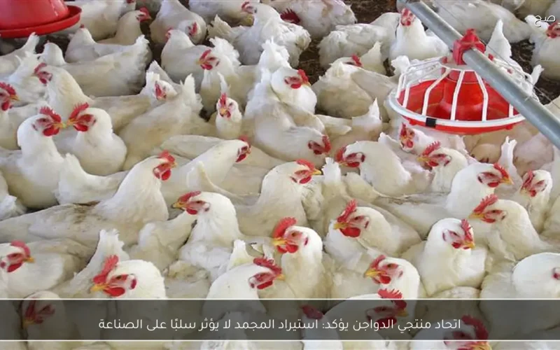 اتحاد منتجي الدواجن يؤكد: استيراد المجمد لا يؤثر سلبًا على الصناعة